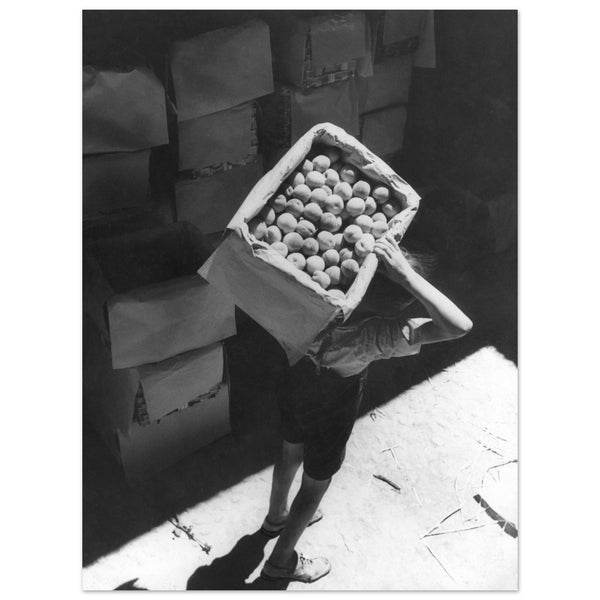 1127749 Fruit Harvesting. Italy 1930