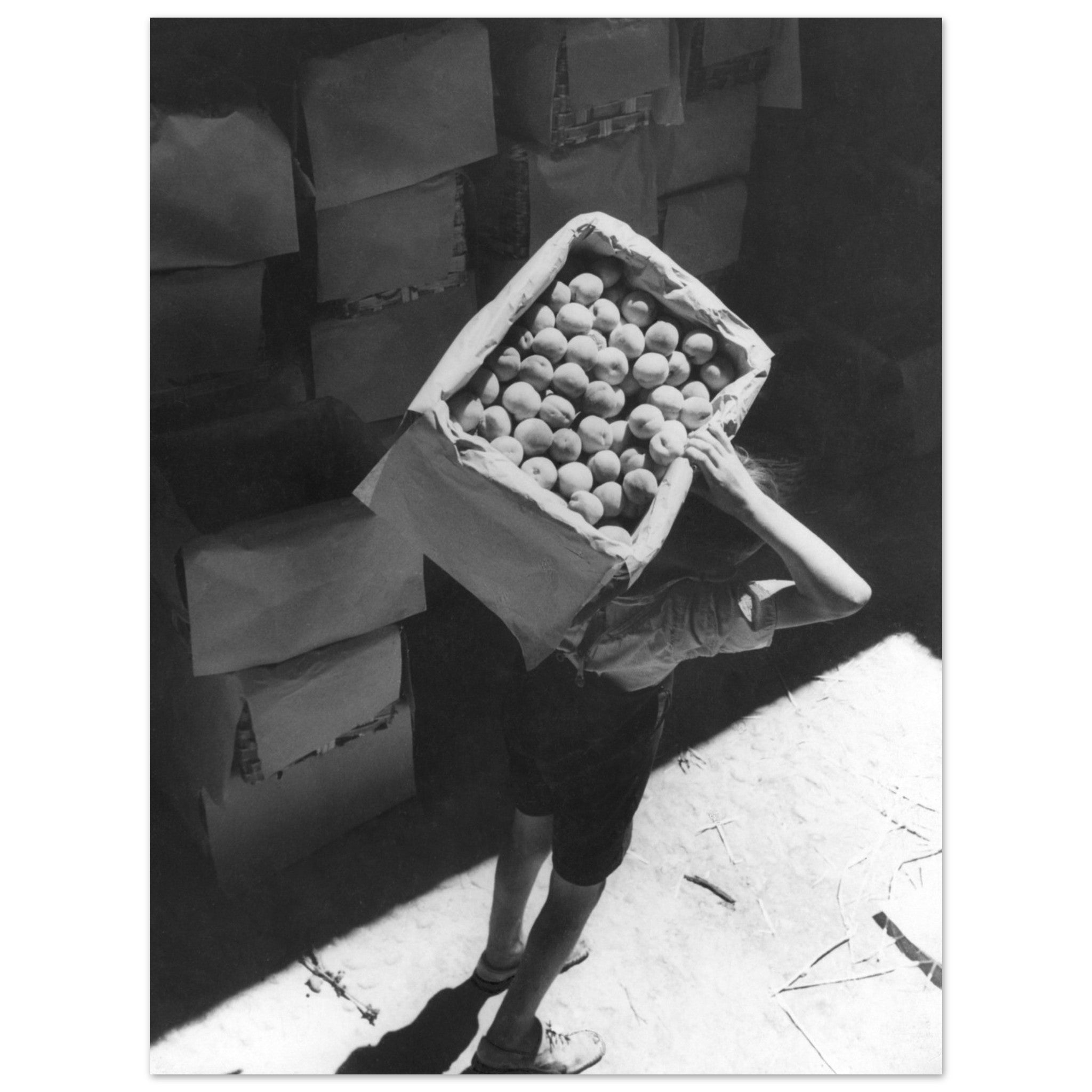 1127749 Fruit Harvesting. Italy 1930