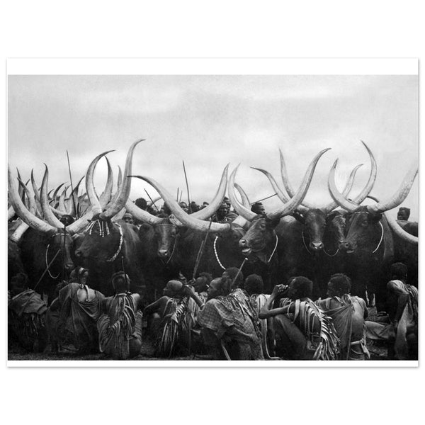 3503071 Livestock, Ruanda-Urundi, Belgian Congo, Africa 1930