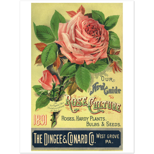 3156392 Rose Culture ad for Dingee and Conard Company