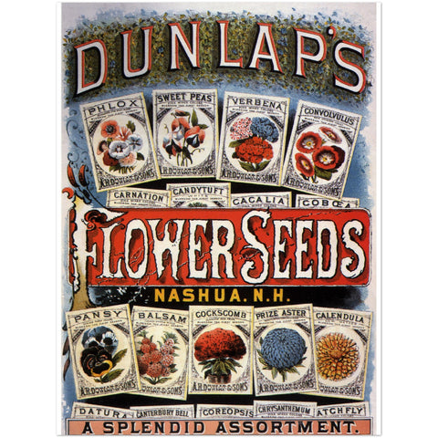 3147391 Dunlap's Flower Seeds